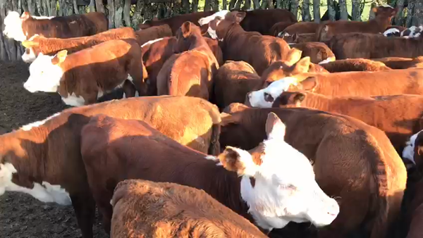 Lote 30 Terneros