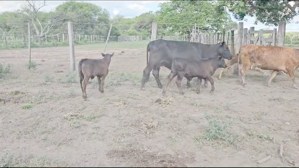 Lote 105 Vacas nuevas C/ cria en Pirané, Formosa