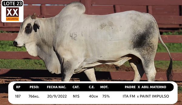 Lote LOTE 23