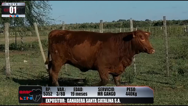 Lote Brangus a Campo Expo 2022 - Lote 1