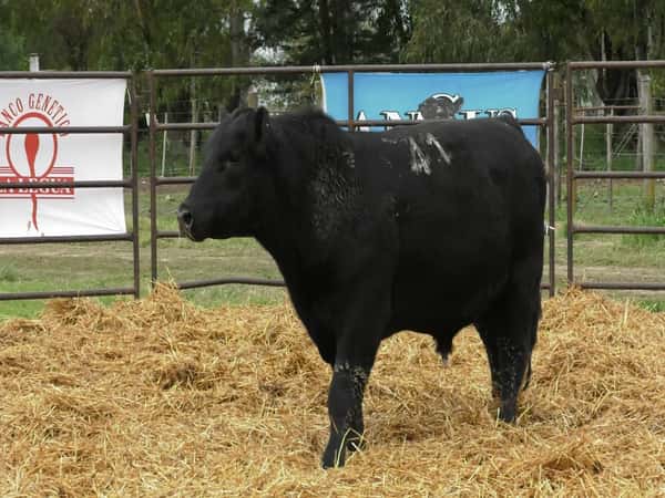 Imagen 3 del Lote Lote TOROS ANGUS NEGROS PC