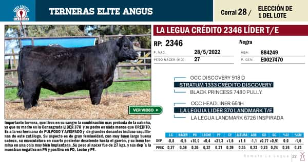 Lote TERNERAS ELITE