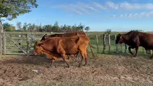 Lote 27 Vacas  en Ituzaingó, Corrientes