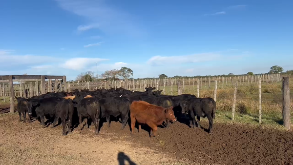 Lote 62 Terneros