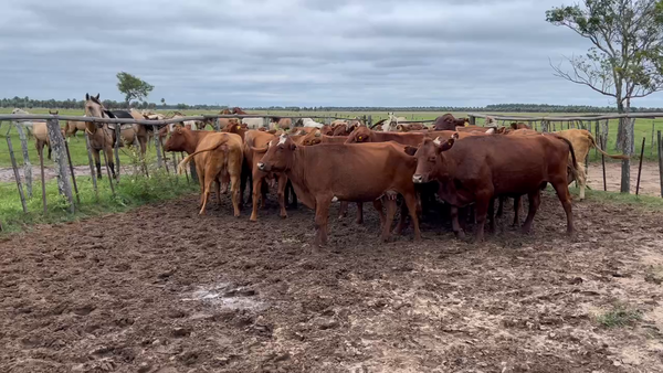 Lote 25 Vacas de invernar en Corrientes, Tatacua