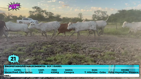Lote LOTE 21