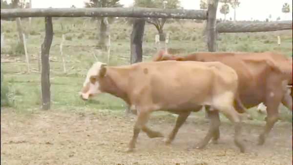 Lote 35 Vacas de invernar en Empedrado, Corrientes