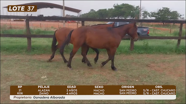 Lote LOTE 37