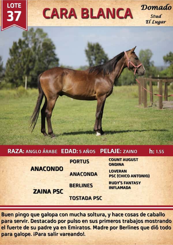 Lote CARA BLANCA