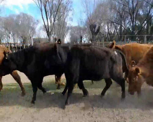 Lote 13 Vacas de invernar en Gral. Lamadrid, Buenos Aires