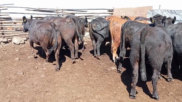 Lote 20 Vaquilla Gorda en Codegua, VI Región O-Higgins