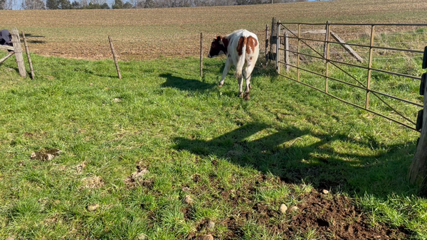 Lote 20 Novillo Engorda en Puerto Varas, X Región Los Lagos