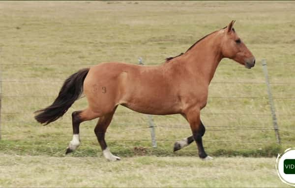 Lote Vaquillonas Holando Preñadas, en Christophersen, Sta Fe