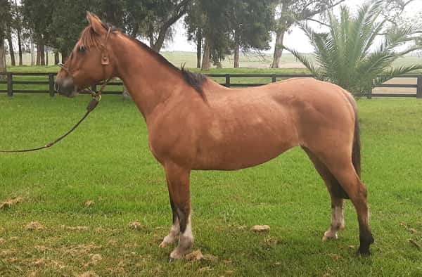 Lote Colmena 437 (RP 437) - Cabaña La Colmena
