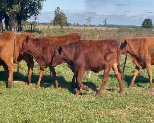 Lote 12 Vaquillonas preñadas en Santo Tomé, Corrientes