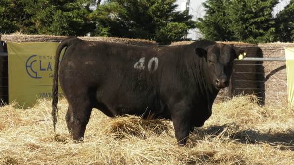 Lote TOROS ANGUS PURO CONTROLADO