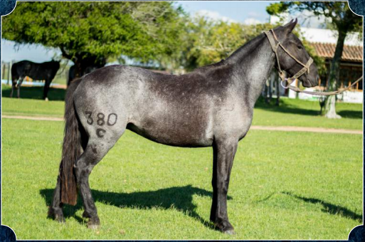 Lote Grillo de Fraile Muerto