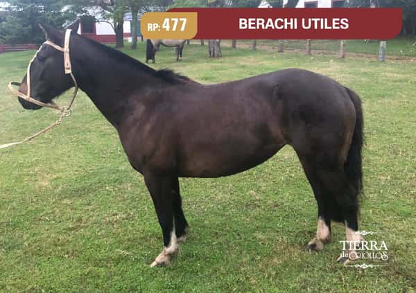 Lote RP. 477 - BERACHI UTILES - BERACHI