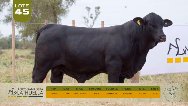 Lote LOTE 45