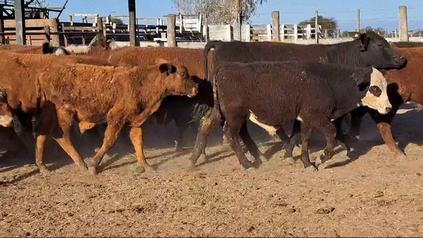 Lote 78 Terneros Hereford, Brafors y sus cruzas en Ataliva, Santa Fe