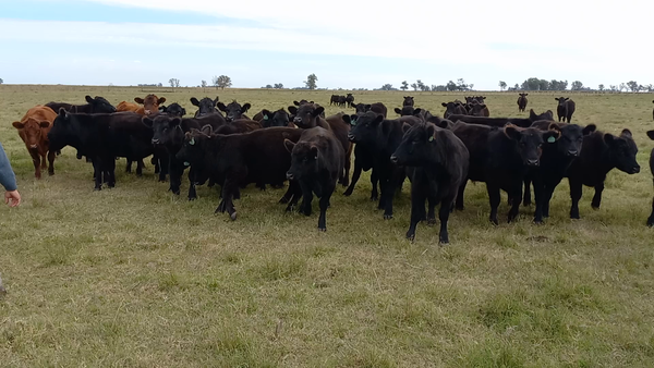 Lote 49 Novillitos en Buenos Aires, Carlos Casares
