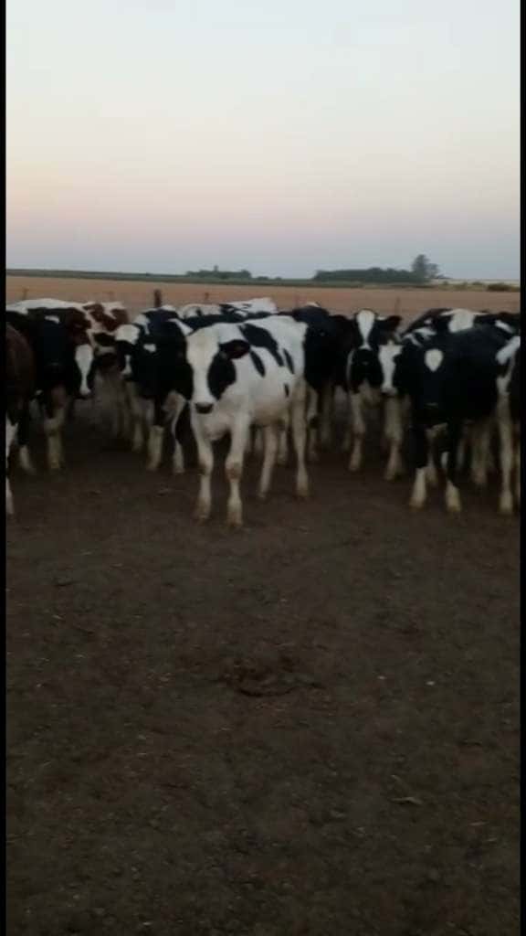Lote 20 Terneras en Isletas, Entre Ríos