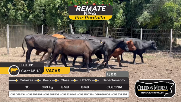 Lote 10 Vacas y vaquillonas en Carmelo, Colonia