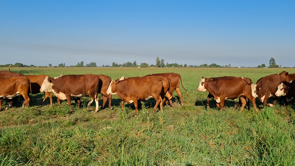 Lote 50 Vacas faena