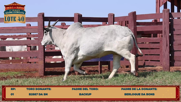 Lote LOTE 40