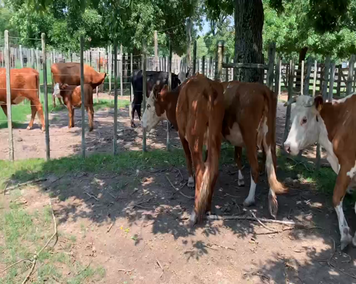 Lote 6 Piezas de cría en Melo, Cerro Largo