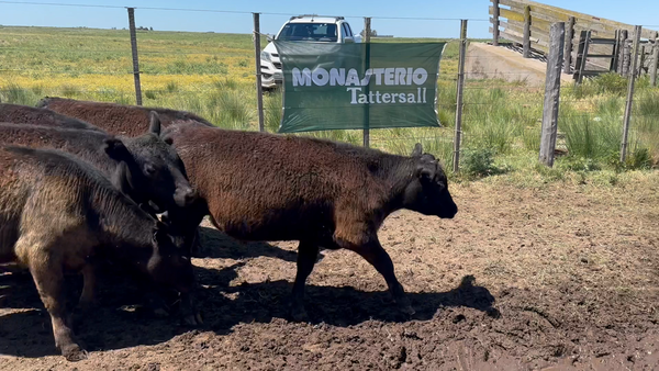 Lote 24 Terneros/as en Tres Arroyos