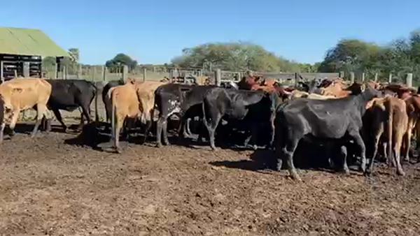Lote 50 Vacas usadas preñadas en Pto. Eva Perón, Chaco