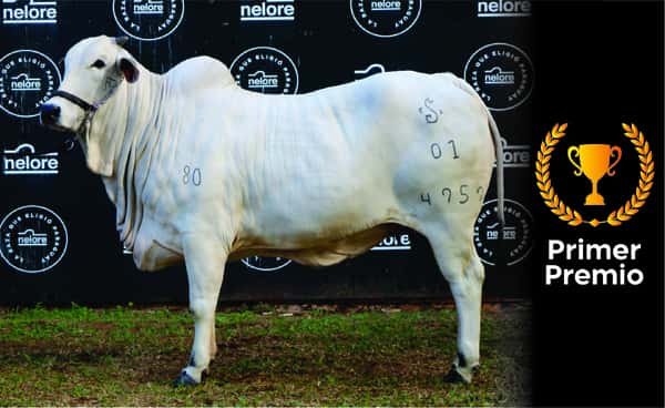 Lote Nelore a Bozal Expo Internacional 2022 RP 4959  - Lote 10