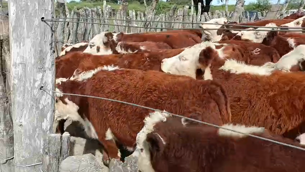 Lote 61 Terneros