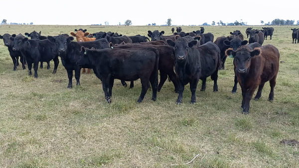Lote 49 Novillitos en Buenos Aires, Carlos Casares