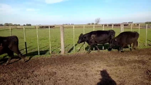 Lote 15 Vacas CUT