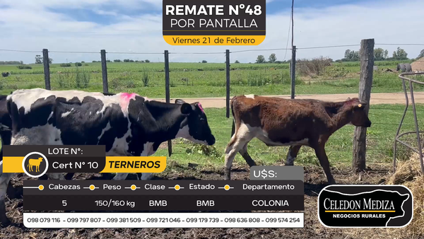Lote 5 Terneros en Otra Localidad, Colonia