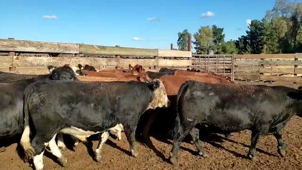 Lote 20 Novillo Gordo en Los Ángeles, VIII Región Biobío