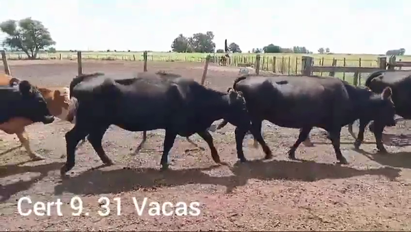 Lote VACAS