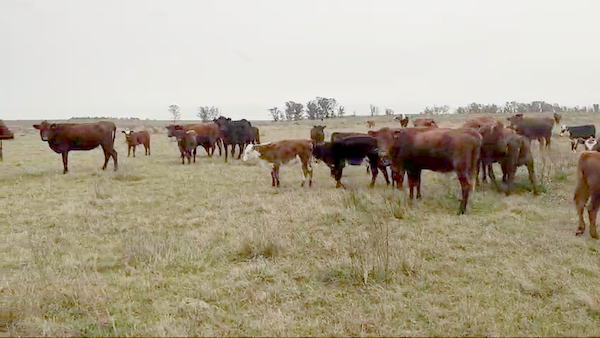 Lote 122 Piezas de Cria