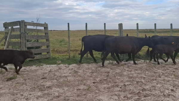 Lote 64 Piezas de cría en Treinta y Tres