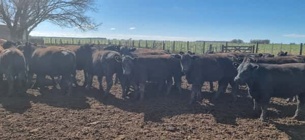 Lote 50 Vaquillonas en Coronel Dorrego