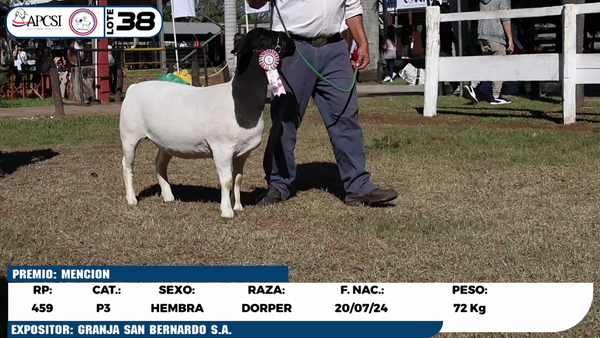 Lote LOTE 38