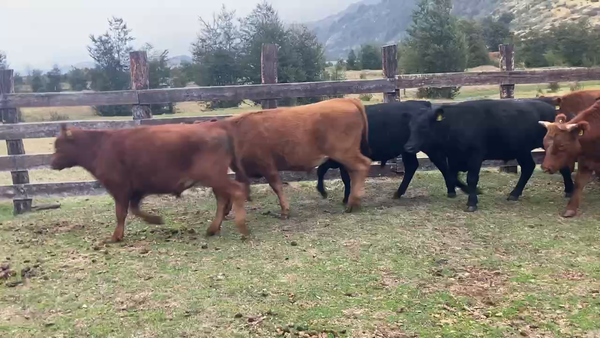 Lote 17 Novillo Engorda en Chile Chico, XI Región Aysén