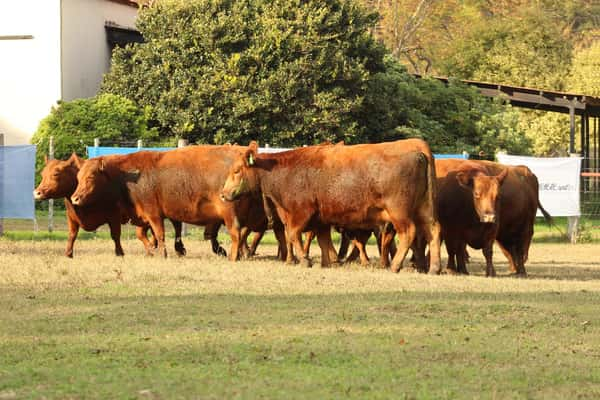 Lote CABAÑA COEMBOTÁ: 11 VACAS PC PREÑADAS