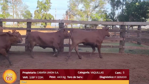 Lote LOTE  65