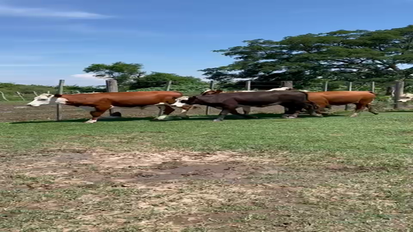 Lote 50 Terneros