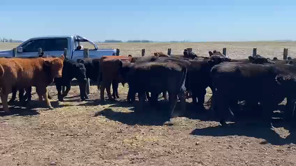 Lote 50 Terneros en Balcarce