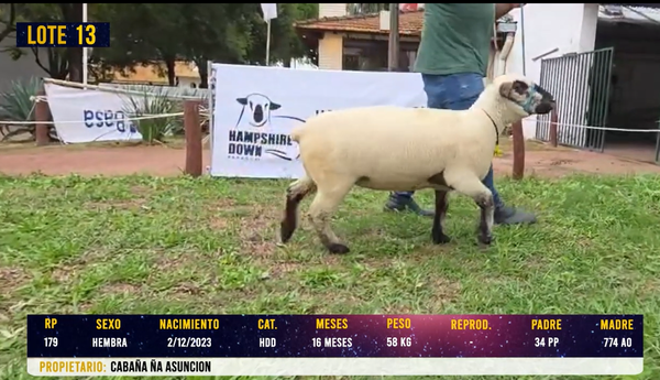 Lote LOTE 13