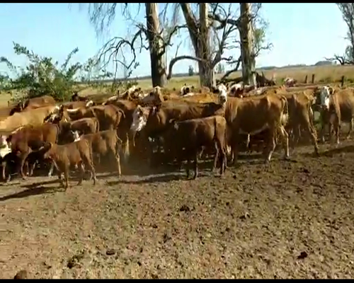 Lote 37 Vacas CUT  en Goya, Corrientes